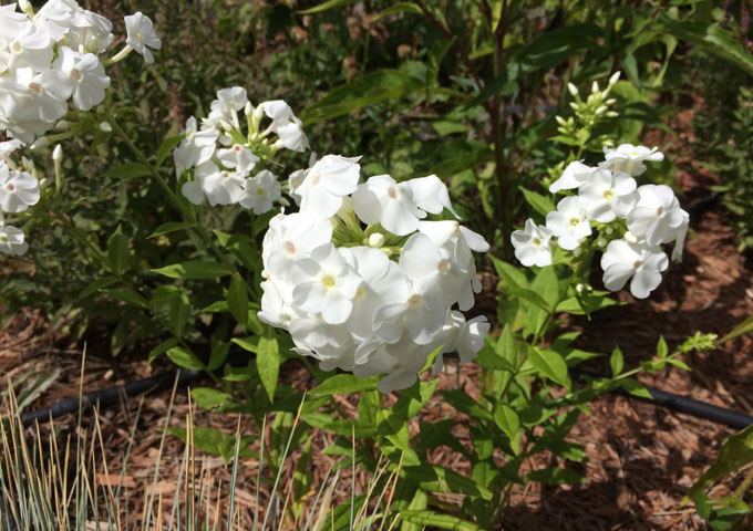 Hope_BW_Phlox_david_001.jpg