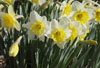 DaffodilBlooms2129.jpg