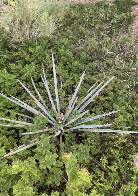 Herb_Yucca.jpg