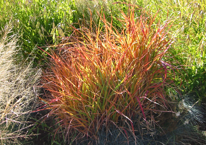 Miscanthus_sinensis_purpurascens.jpg