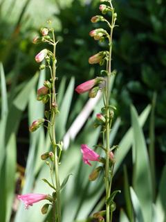Elfin Pink