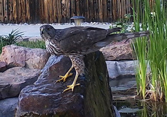waterfeature5