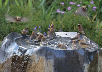 waterfeature6